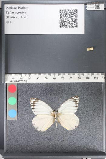 Media type: image;   Entomology 130092